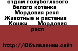 отдам голубоглазого белого котёнка  - Мордовия респ. Животные и растения » Кошки   . Мордовия респ.